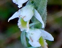 IMG-MO00096.-Spiranthes spiralis JAP 