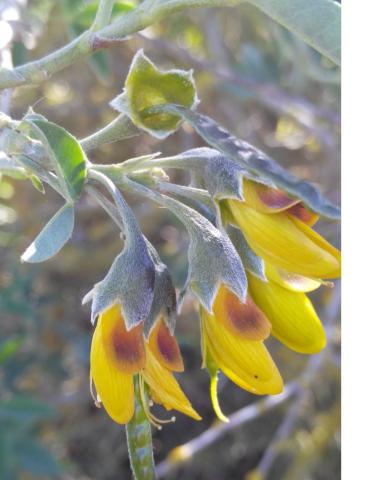 flors_ Anagyris foetida_portada.jpg