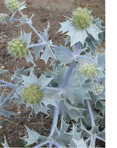 Eryngium maritimum