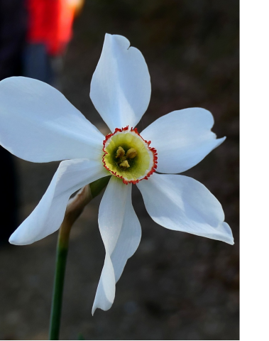 Narcisus poeticus