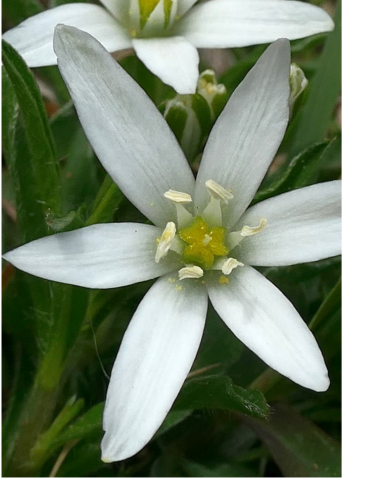 Ornitogallum orthofyllum