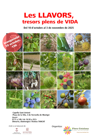  CartellExpoLLavors2025R_0.png 
