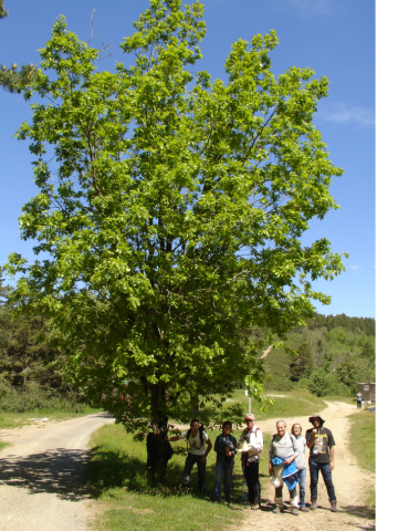 Quercus