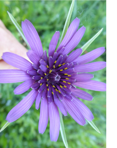 Trogopogon