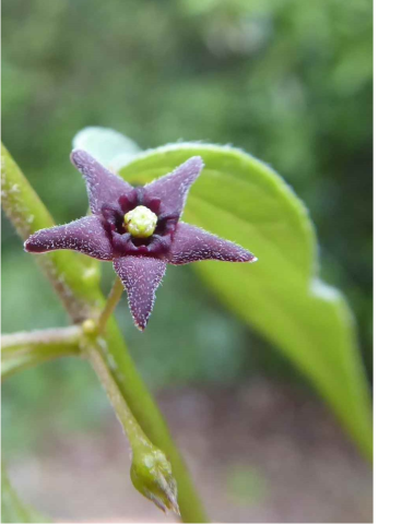 Vincetoxicum