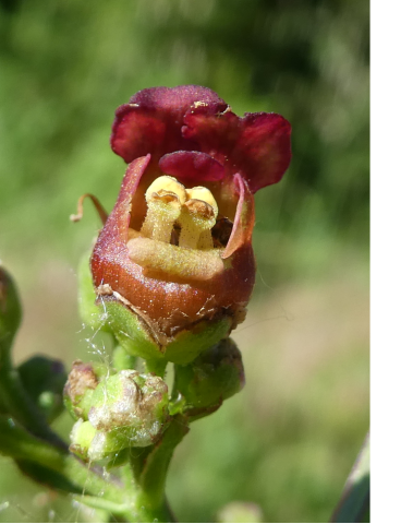 Scrophularia