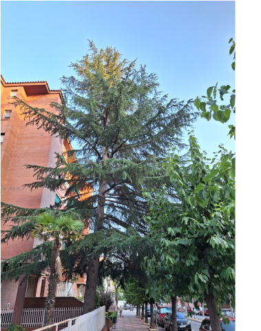 arbre