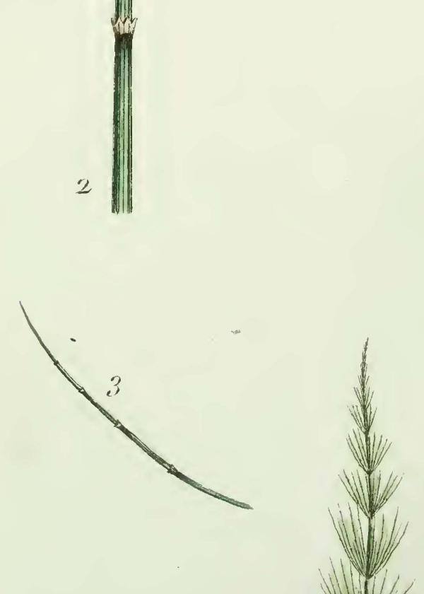 Lam.VTax15.Lam1