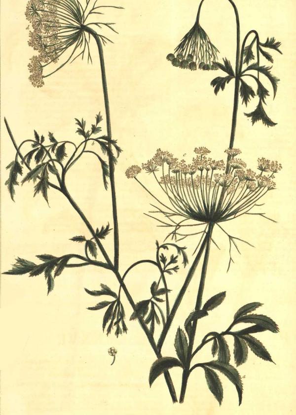 Lam.VTax1585.Lam3