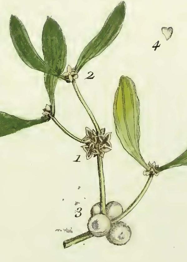 Lam.VTax1780.Lam2