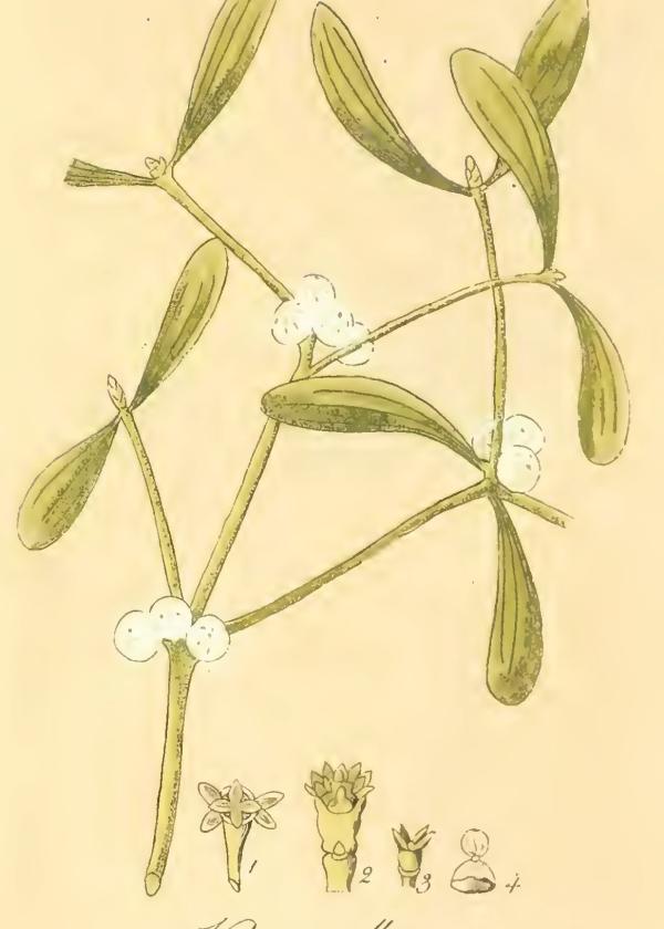 Lam.VTax1780.Lam4