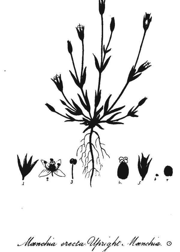 Lam.VTax1931.Lam1