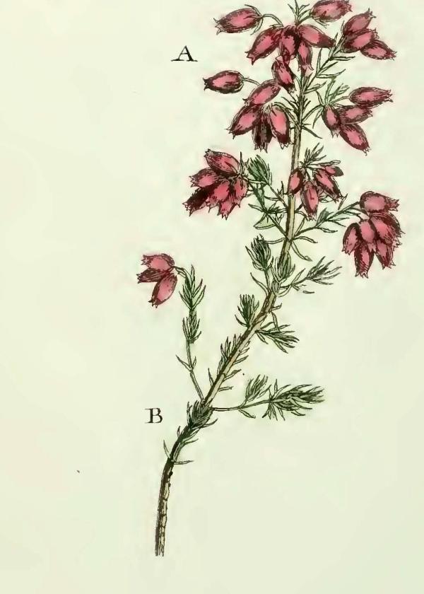 Lam.VTax2159.Lam4