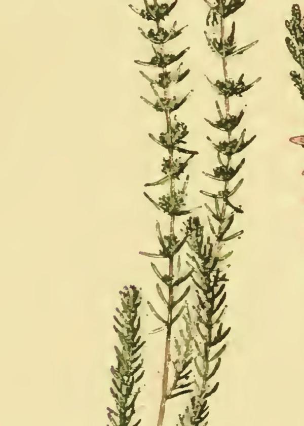 Lam.VTax2159.Lam7