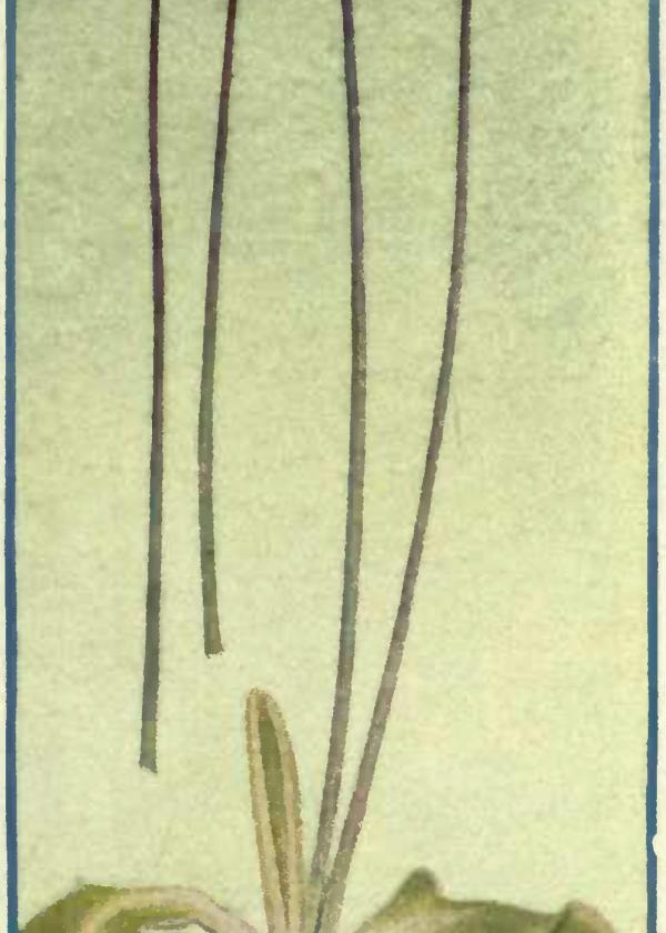 Lam.VTax2761.Lam1