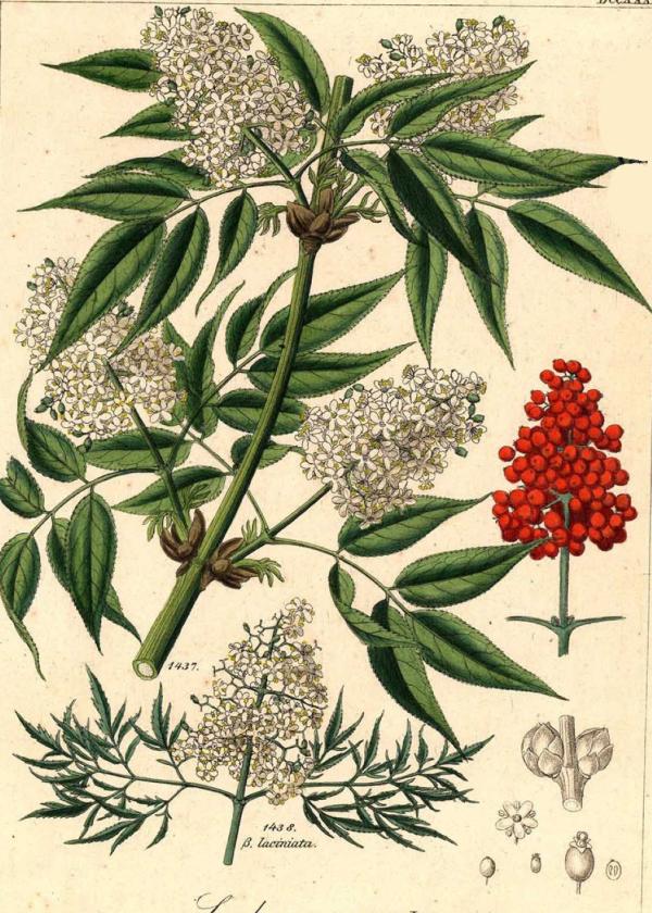 Lam.VTax2861.Lam4
