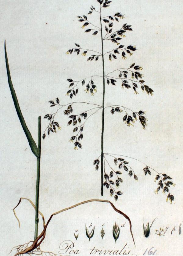 Lam.VTax3907.Lam1