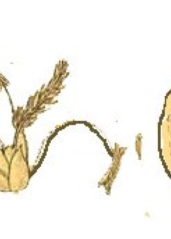 Lam.VTax4113.Lam4