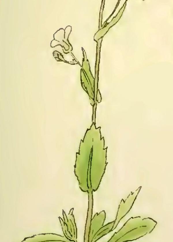 Lam.VTax4367.Lam2