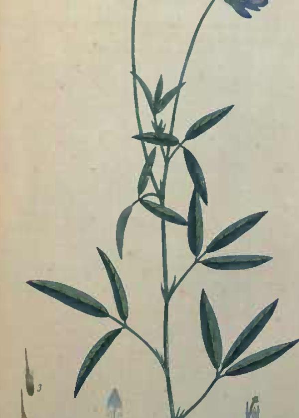 Lam.VTax736.Lam2
