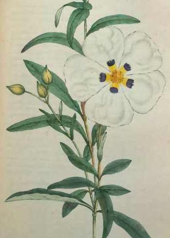 Lam.VTax1230.Lam2