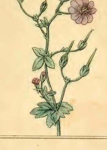 Lam.VTax1373.Lam2