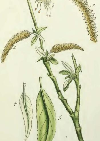 Lam.VTax1681.Lam4