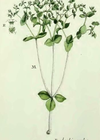 Lam.VTax1735.Lam2