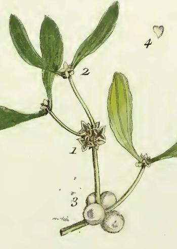 Lam.VTax1780.Lam2