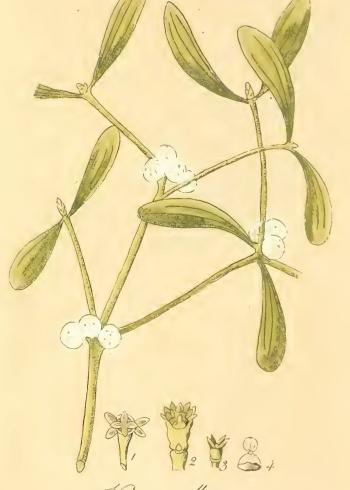 Lam.VTax1780.Lam4