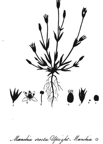 Lam.VTax1931.Lam1