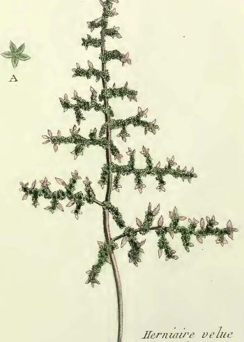 Lam.VTax1962.Lam2