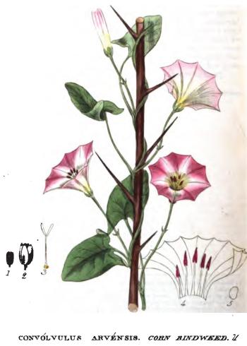 Lam.VTax2304.Lam1