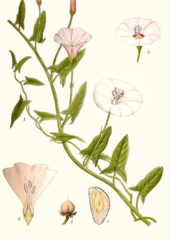 Lam.VTax2304.Lam6