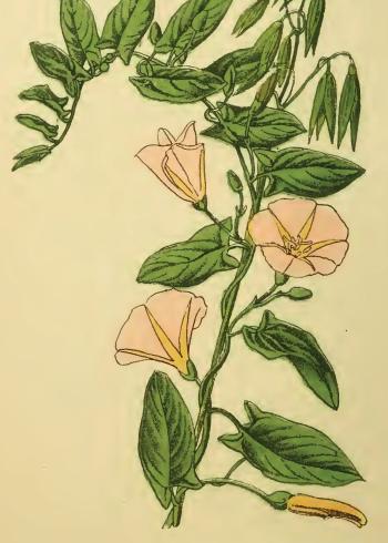 Lam.VTax2304.Lam8
