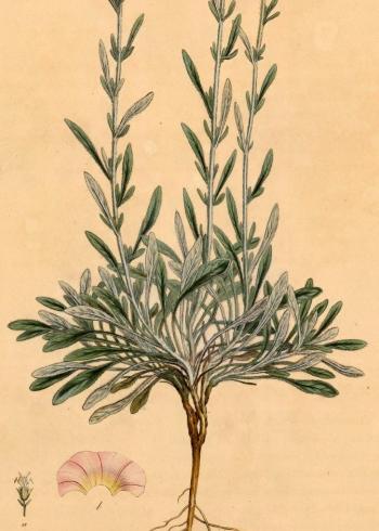 Lam.VTax2307.Lam1