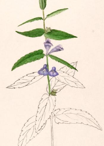 Lam.VTax2404.Lam10
