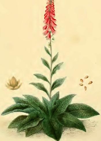 Lam.VTax2646.Lam10