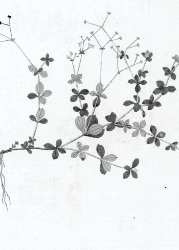Lam.VTax2818.Lam1