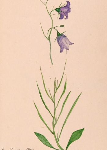 Lam.VTax2952.Lam14