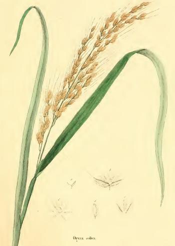 Lam.VTax3825.Lam3