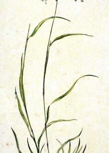 Lam.VTax3936.Lam2
