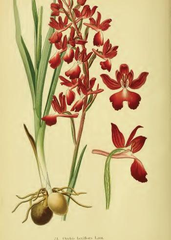 Lam.VTax4261.Lam2