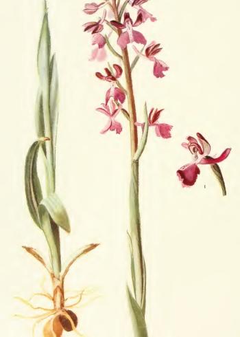 Lam.VTax4261.Lam4