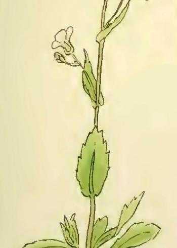 Lam.VTax4367.Lam2