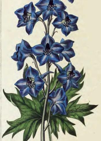 Lam.VTax4462.Lam3