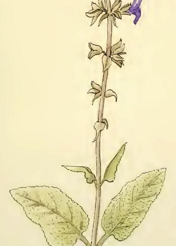 Lam.VTax4678.Lam2