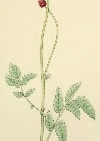 Lam.VTax4680.Lam4