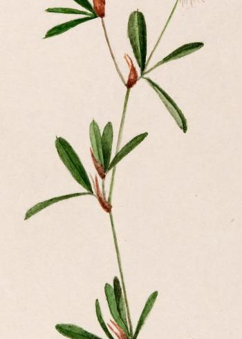 Lam.VTax800.Lam6