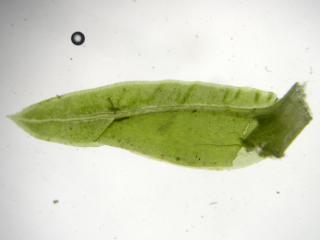 BTax258.Ex1.Img2.jpg-RefImg